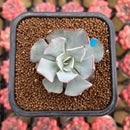 Echeveria Strictiflora 2" Succulent Plant Cutting