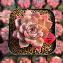 Echeveria 'Colorado' 2" Changhee Original Hybrid Succulent Plant Cutting