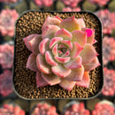 Echeveria 'Colorado' 2" Changhee Original Hybrid Succulent Plant Cutting