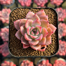 Echeveria 'Colorado' 2" Changhee Original Hybrid Succulent Plant Cutting