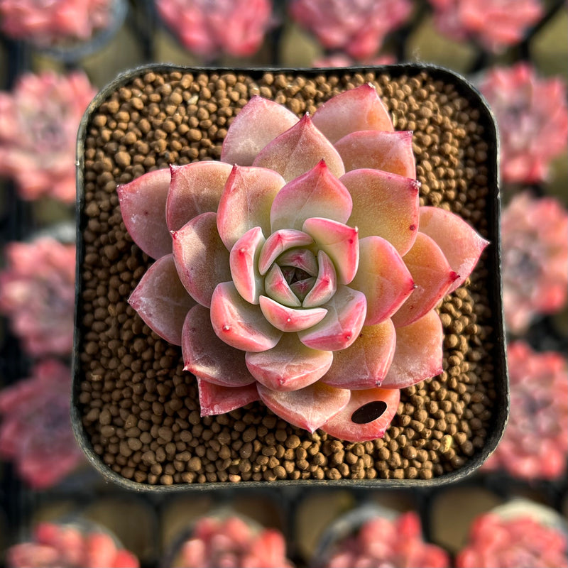 colorado succulents Echeveria 'Colorado' 2" Changhee Original Hybrid Succulent Plant Cutting
