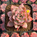 Echeveria 'Colorado' 2" Changhee Original Hybrid Succulent Plant Cutting