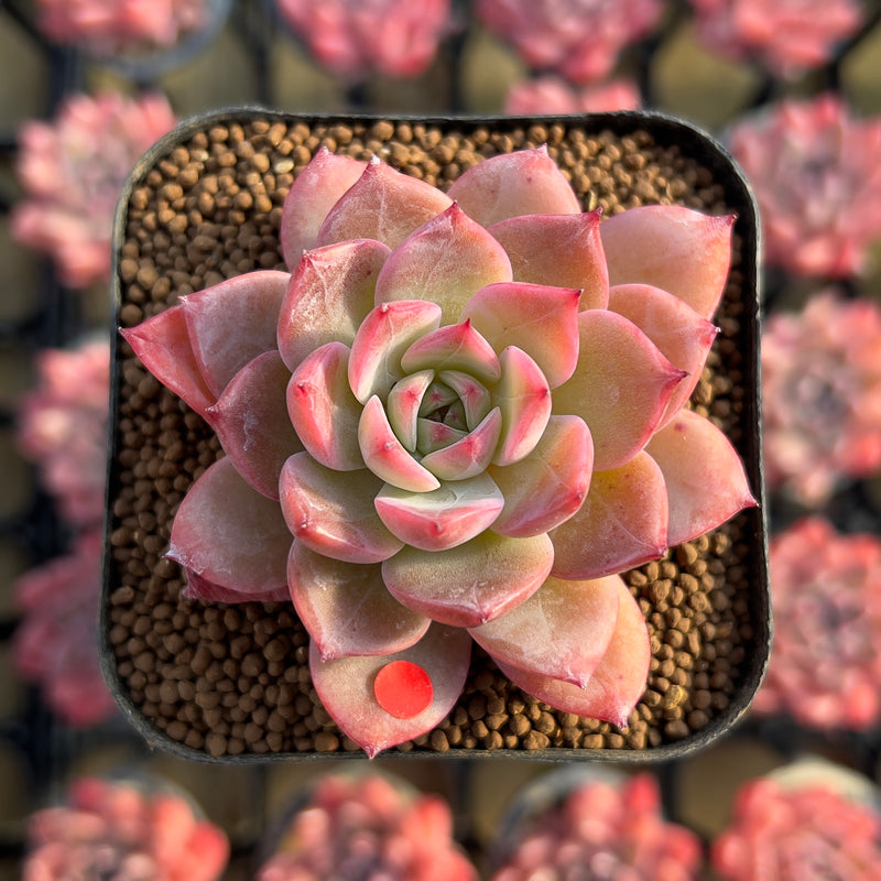 changhee succulent Echeveria 'Colorado' 2" Changhee Original Hybrid Succulent Plant Cutti – True Succulents Plant Co