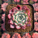 Echeveria 'Red Sun' 2" Changhee Hybrid Succulent Plant Cutting