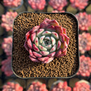 Echeveria 'Red Sun' 2" Changhee Hybrid Succulent Plant Cutting