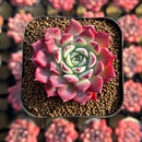 Echeveria 'Red Sun' 2" Changhee Hybrid Succulent Plant Cutting