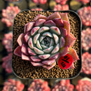 Echeveria 'Red Sun' 2" Changhee Hybrid Succulent Plant Cutting