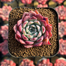 Echeveria 'Red Sun' 2" Changhee Hybrid Succulent Plant Cutting