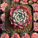 Echeveria 'Red Sun' 2" Changhee Hybrid Succulent Plant Cutting