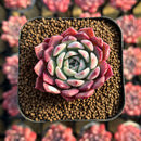Echeveria 'Red Sun' 2" Changhee Hybrid Succulent Plant Cutting