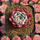 Echeveria 'Red Sun' 2" Changhee Hybrid Succulent Plant Cutting