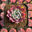 Echeveria 'Red Sun' 2" Changhee Hybrid Succulent Plant Cutting