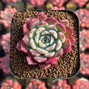 Echeveria 'Red Sun' 2" Changhee Hybrid Succulent Plant Cutting