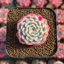 Echeveria 'Minima' Variegated 1"-2" Succulent Plant Cutting