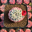 Echeveria 'Minima' Variegated 1"-2" Succulent Plant Cutting