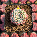 Echeveria 'Minima' Variegated 1"-2" Succulent Plant Cutting