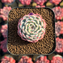 Echeveria 'Minima' Variegated 1"-2" Succulent Plant Cutting