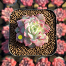 Echeveria 'Cotton Candy' 1"-2" Changhee Hybrid Succulent Plant Cutting