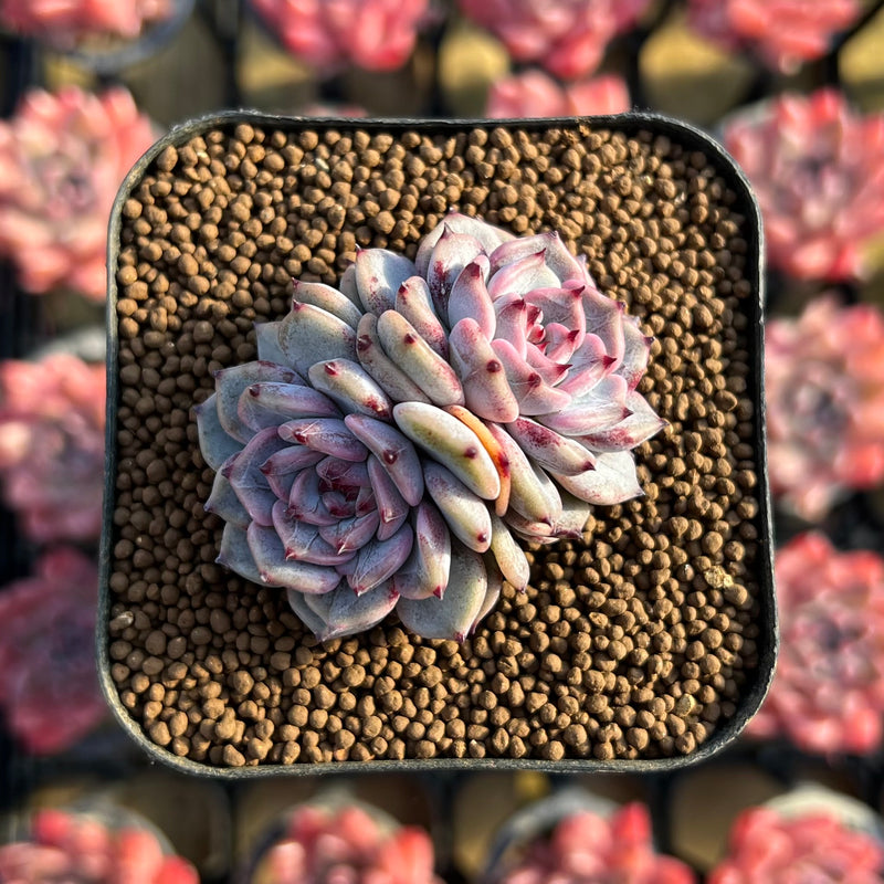 leo succulent Echeveria 'Leo Heart' 1"-2" Cluster Succulent Plant Cutting