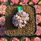 Echeveria 'Leo Heart' 1"-2" Cluster Succulent Plant Cutting