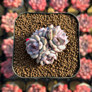 Echeveria 'Leo Heart' 1"-2" Cluster Succulent Plant Cutting