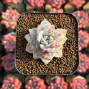 Echeveria 'Gloria' 1"-2" Changhee Hybrid Succulent Plant Cutting