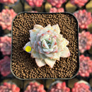 Echeveria 'Gloria' 1"-2" Changhee Hybrid Succulent Plant Cutting