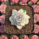 Echeveria 'Gloria' 1"-2" Changhee Hybrid Succulent Plant Cutting