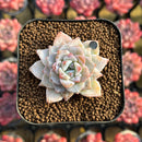 Echeveria 'Gloria' 1"-2" Changhee Hybrid Succulent Plant Cutting
