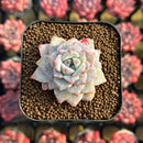Echeveria 'Gloria' 1"-2" Changhee Hybrid Succulent Plant Cutting