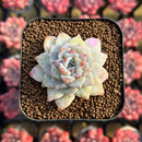 Echeveria 'Gloria' 1"-2" Changhee Hybrid Succulent Plant Cutting