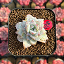 Echeveria 'Gloria' 1"-2" Changhee Hybrid Succulent Plant Cutting