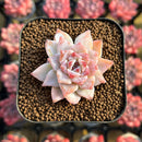 Echeveria 'Gloria' 1"-2" Changhee Hybrid Succulent Plant Cutting