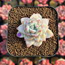 Echeveria 'Gloria' 1"-2" Changhee Hybrid Succulent Plant Cutting