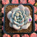 Echeveria 'Ice Cream' 2" Succulent Plant