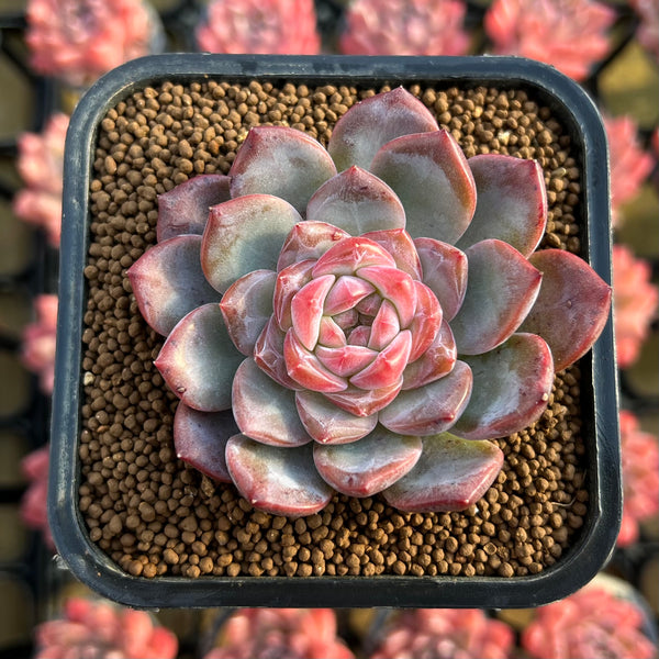 Echeveria 'Pumpkin' 2