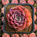 Echeveria 'Shishiming' 2" Succulent Plant Cutting