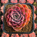 Echeveria 'Shishiming' 2" Succulent Plant Cutting