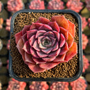 Echeveria 'Shishiming' 2" Succulent Plant Cutting