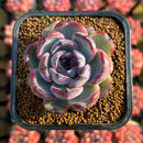 Echeveria 'Dark Opal' 2" Succulent Plant Cutting