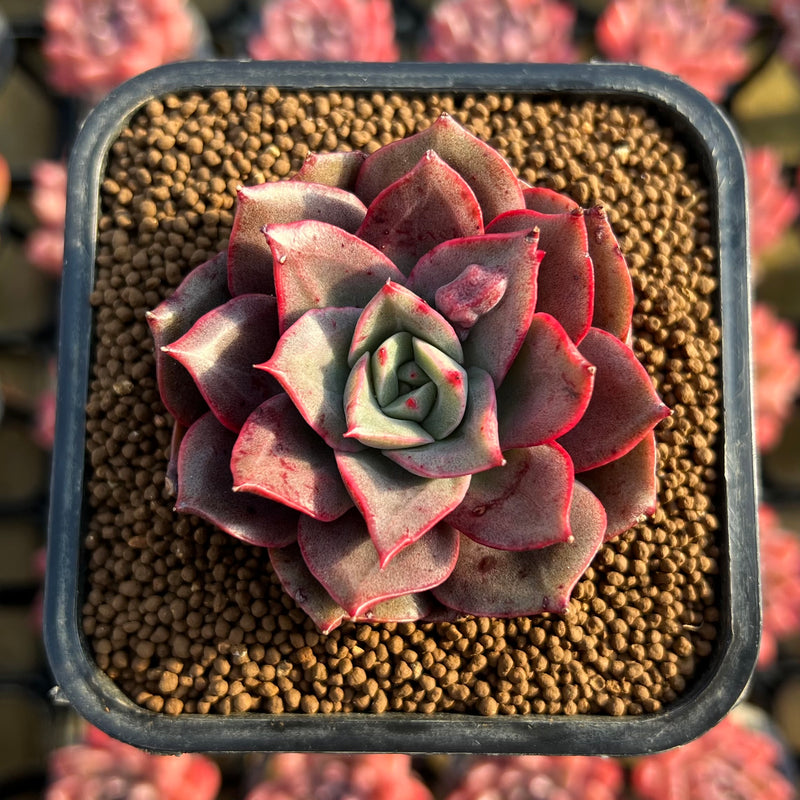 longissima succulent Echeveria Longissima 2" Succulent Plant Cutting – True Succulents Plant Co