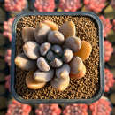 Pachyveria 'Tolimanensis' 2" Succulent Plant Cutting
