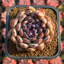 Echeveria 'Gem Stone' 2" New Hybrid Succulent Plant Cutting