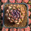 Echeveria 'Gem Stone' 2" New Hybrid Succulent Plant Cutting