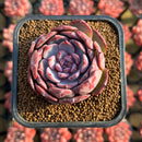 Echeveria 'Cherry Shadow' 2" Succulent Plant Cutting