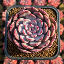 Echeveria 'Cherry Shadow' 2" Succulent Plant Cutting