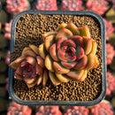 Echeveria Agavoides sp. 2" Succulent Plant Cutting