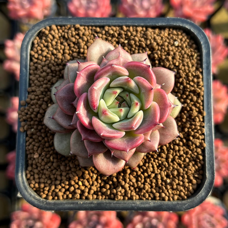 cindy succulents Echeveria 'Cindy' 2