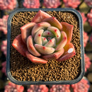 Echeveria 'Orange Champaign' 2" Succulent Plant Cutting