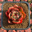 Echeveria 'Red Fantasy' 2" Succulent Plant Cutting